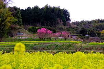 里山の春の風景