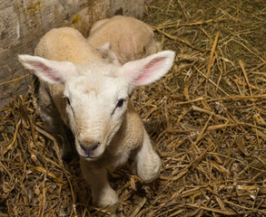 Lamm
