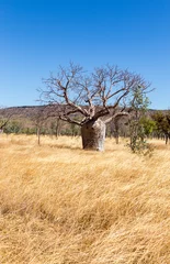 Rolgordijnen Baobab boab tree