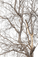 Obraz premium Close-up of dry tree branches.