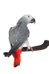 Pretty red-tailed gray parrot