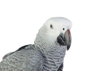 Naklejka premium Pretty red-tailed gray parrot
