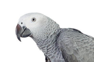 Pretty red-tailed gray parrot