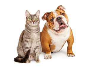 Friendly Dog and Cat Together