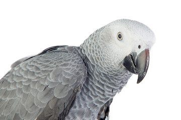 Obraz premium Pretty red-tailed gray parrot