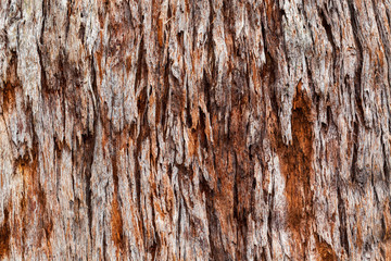 rough tree bark