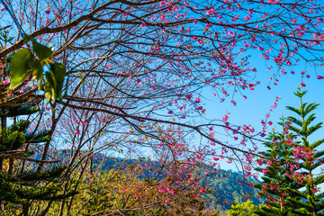 Cherry Blossum Park at Chiangmai Province