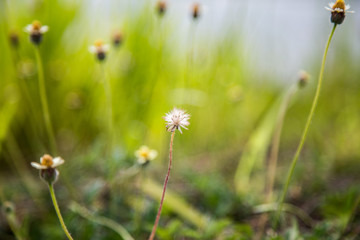 grass flowers