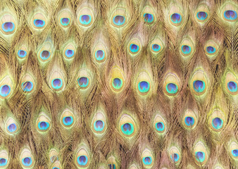Obraz premium Peafowl nectar pattern