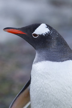 gentoo penguin