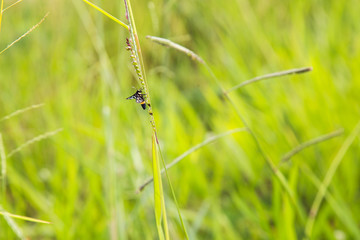 grass flowers