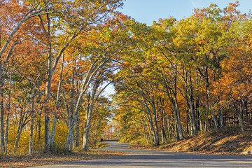 Rural Road in the Fall