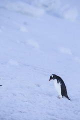 Fototapeta premium gentoo penguin