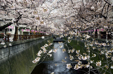 Naklejka premium Cherry blossoms