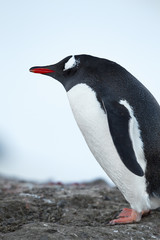antarctic penguin standing