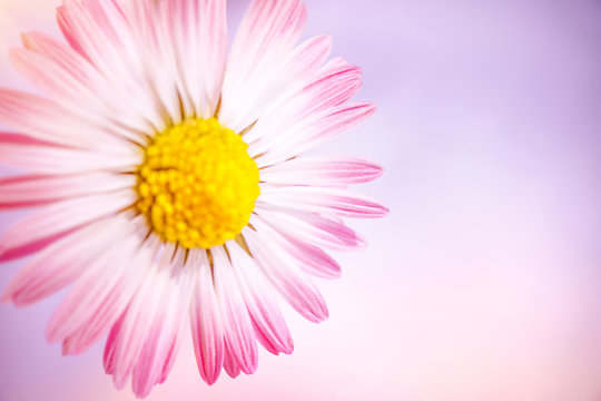 Beautiful pink deisy