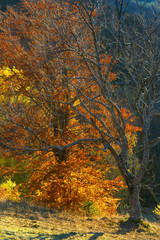 Fototapeta na wymiar Golden autumn in mountain.