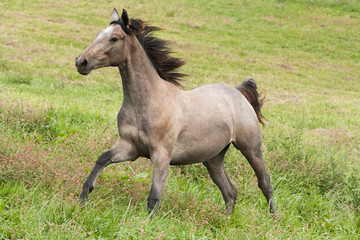 Grey Horse Galloping in Field
