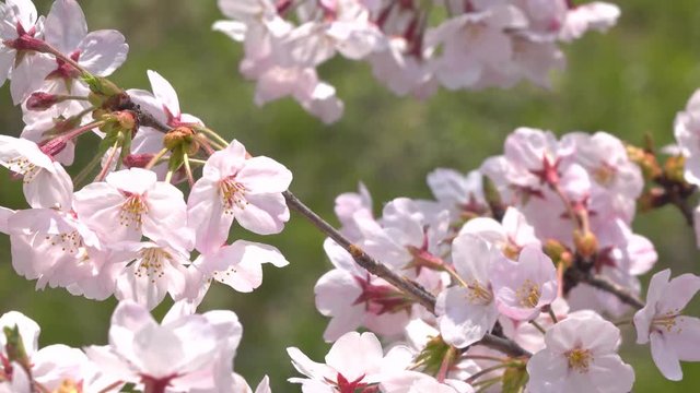 桜の花・フォーカス移動・4K_4-89