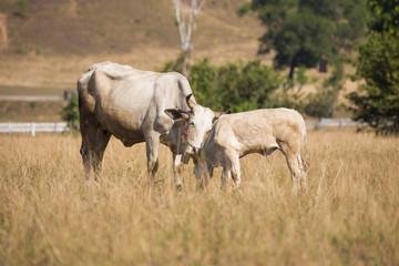 cows at bald mountain or grass mountain in Ranong province