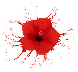 red hibiscus with splashes