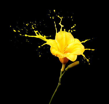 Fototapeta yellow flower splashes