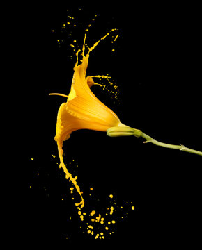 Fototapeta yellow flower splashes