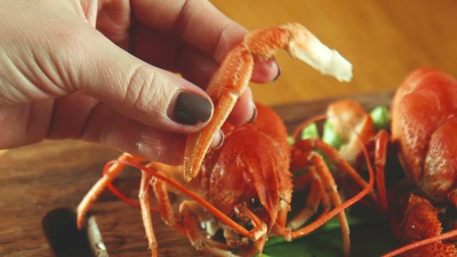 The female eats a lobster or cancer od crayfish using flat-nose pliers