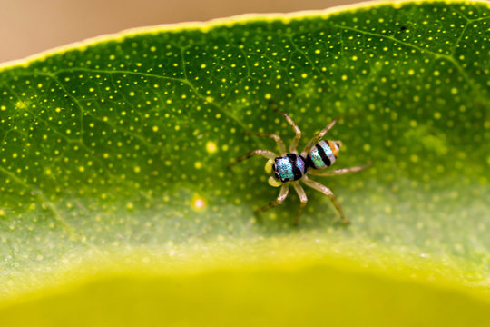Blue jumping spider on green leaf, Phintella vittata