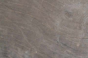 the bark textures backgrounds - Unique tree texture with twirl effect - texture of the plank wood
