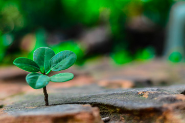 New green leaves born on stone, textured background , nature stock photo