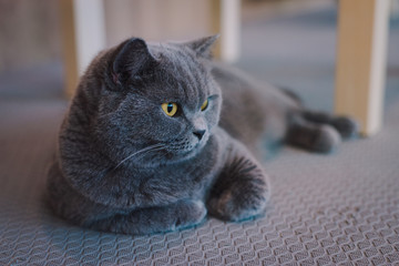 A portraiture of a cat in the room filled with soft light and use soft focus. The main focus point is at the eyes. Photo was taken with intended to shift WB and blur some part of the photo. Relax 