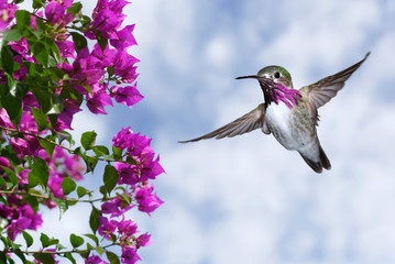 Male Ruby-throated Hummingbird over blue sky © mbolina