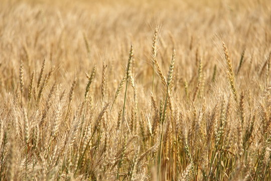 Field of Ripe Wheat © vinnikov78