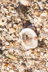 a lot of broken shells and a whole