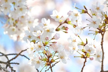 桜