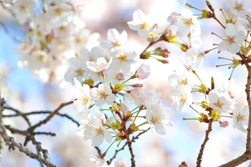 桜