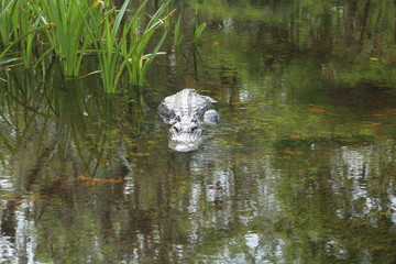 Gator IV