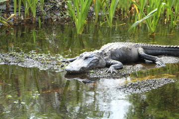 Gator I