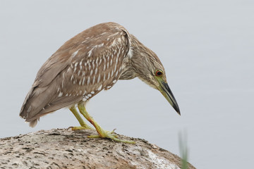 Juvenile Black-crowned Night Heron - Florida