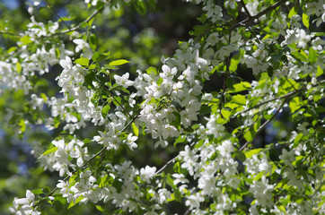 Blooming apple tree 