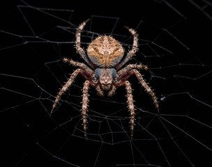spider
