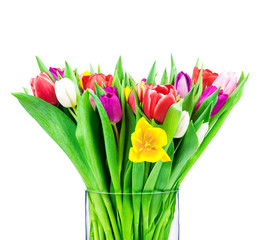 Tulips on white background