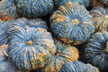 Green pumpkin, Pumpkin in the fruit market.