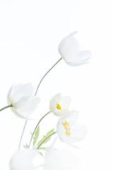 Naklejka na ściany i meble Beautiful White Spring Flowers. Soft image.
