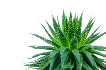 Fototapeta premium Aloe plant on white background
