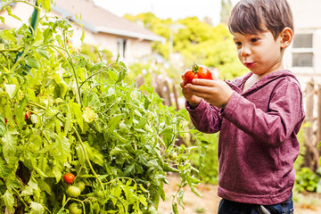 Mixed race boy holding tomato in garden