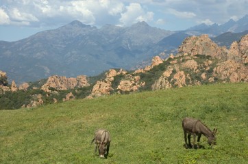 Fototapeta premium landscape, Corsica