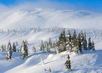 Icy snowy fir trees on winter hill.