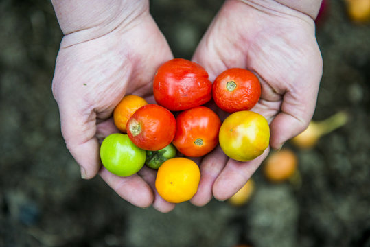 Close up of hands holding variety of tomatoes